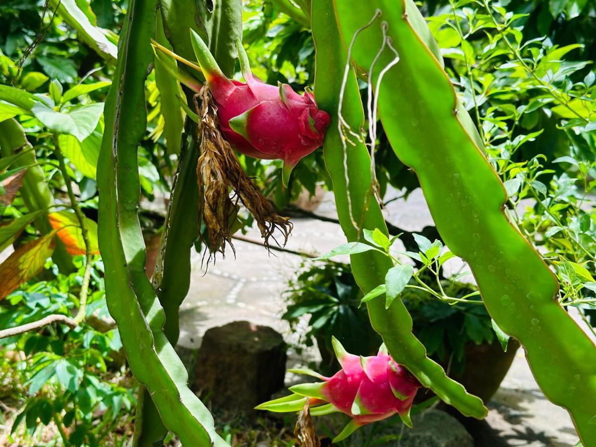 Do River Homestay Hoi An Eksteriør billede
