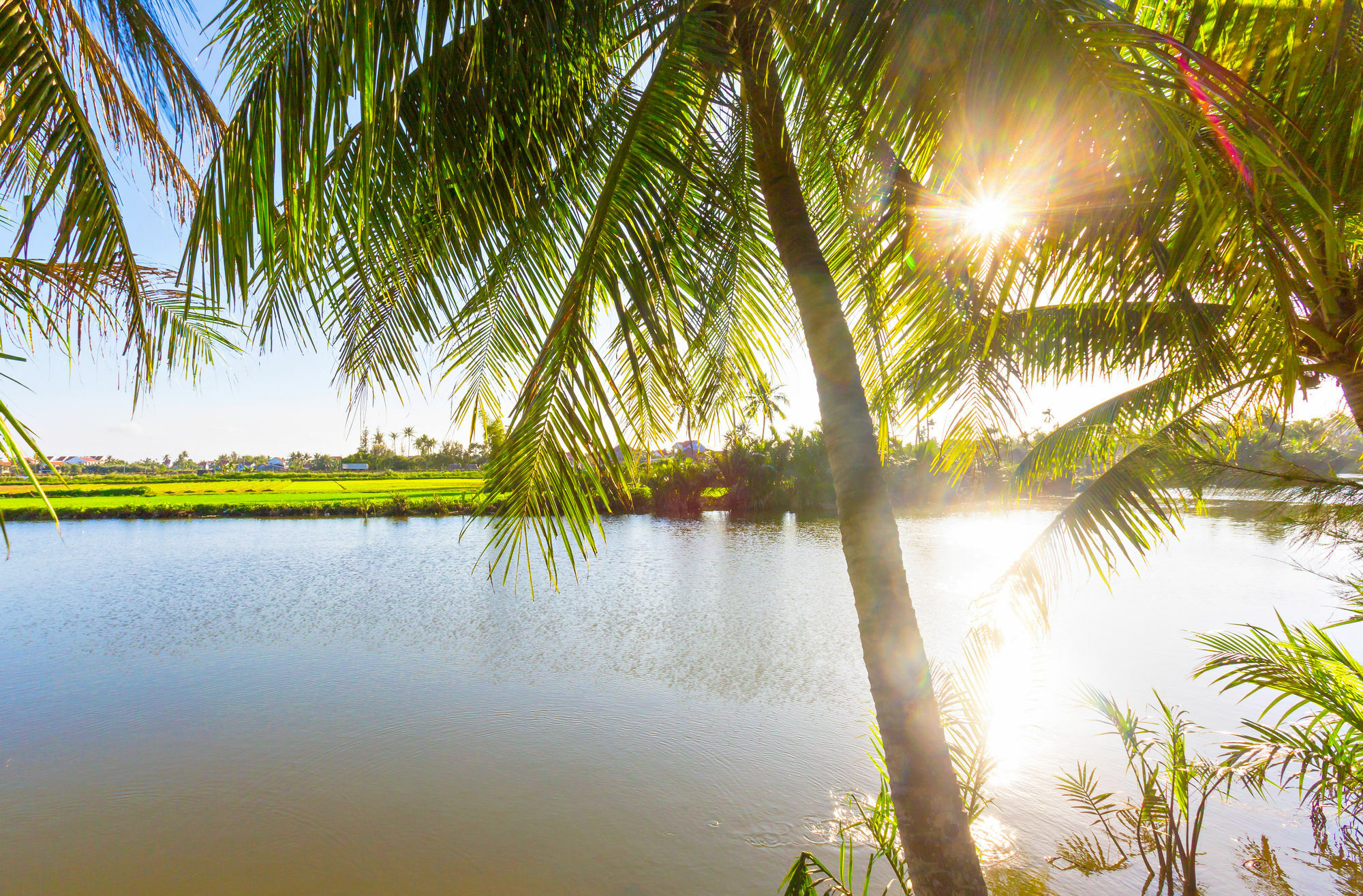Do River Homestay Hoi An Eksteriør billede
